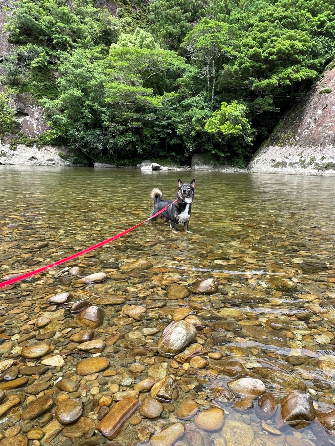 愛犬と川